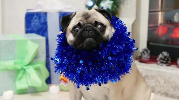 Portrait of funny surprised pug dog in christmas suit looking at camera — Stockvideo