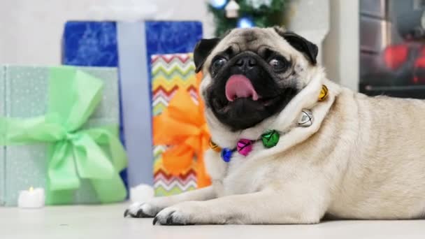 Funny surprised pug dog in christmas costume looking at camera and turns head — Stock Video