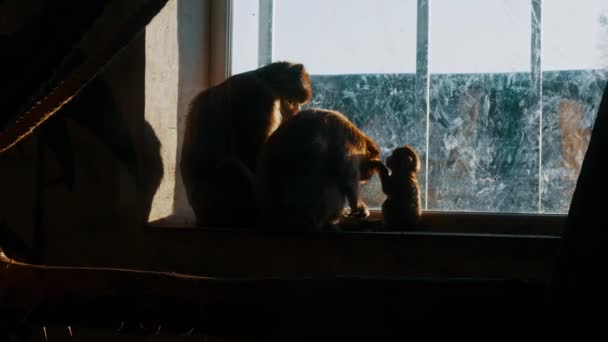 Silhouette einer Affenfamilie in Gefangenschaft in einem Zoo-Käfig, der aus dem Fenster in die Freiheit blickt — Stockvideo