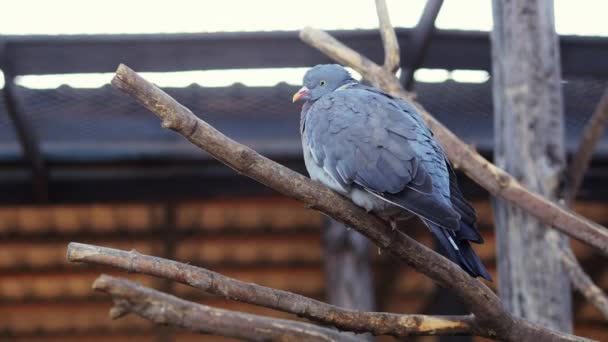 Красивый необычный чистокровный серый голубь сидит на ветке и чистит перья — стоковое видео