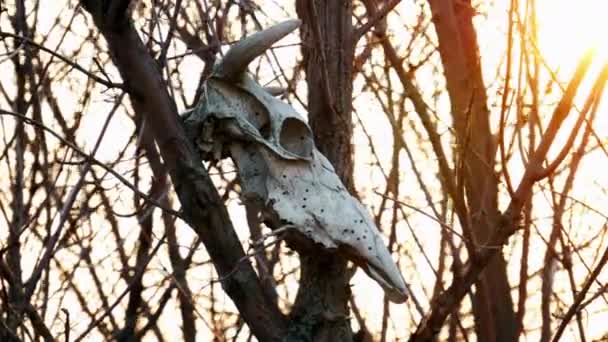 Der Schädel eines Stieres auf dem Baum bei Sonnenuntergang — Stockvideo