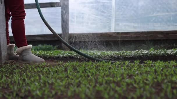 Primer plano de regar brotes jóvenes de plantas en un invernadero al atardecer — Vídeos de Stock