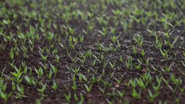 Närbild av vattning av unga plantgroddar i ett växthus vid solnedgången — Stockvideo