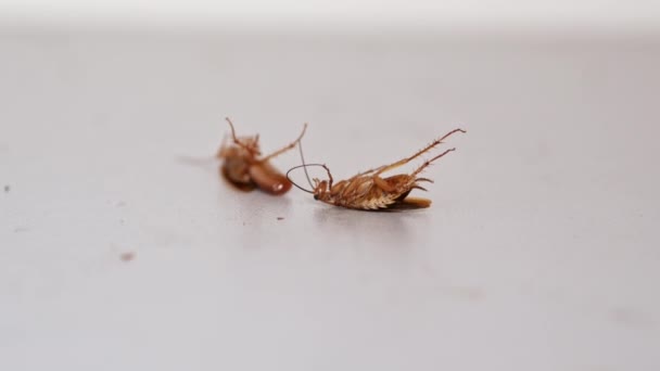 Las cucarachas mueren de veneno, insectos plagas en casa — Vídeos de Stock
