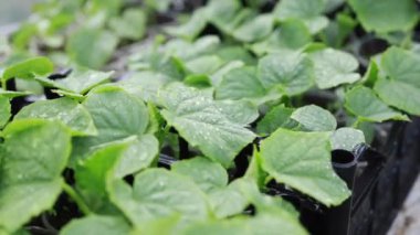 Çiyin yakın çekim makrosu veya bitkilerin yapraklarına yağmur damlaları