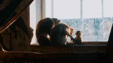 Hayvanat bahçesindeki kafeste tutsak maymunların ailesi pencereden özgürlüğe bakıyor.