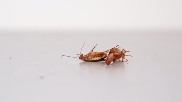 Las cucarachas mueren de veneno, insectos plagas en la casa, envenenamiento — Vídeos de Stock
