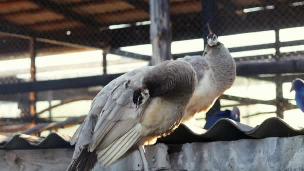 Экзотический чистокровный фазан в эко-парке, выставка красивых птиц — стоковое видео