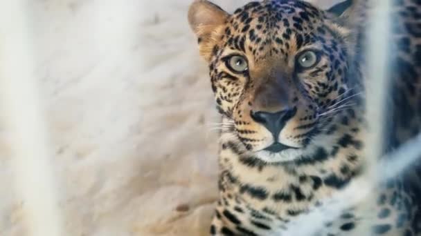 Leopard agresiv într-un ecoparc, mârâie și apără teritoriul — Videoclip de stoc