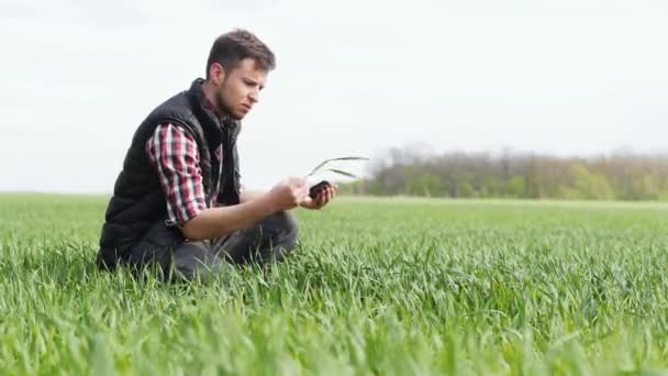 Jovem agricultor verifica e explora uma jovem planta verde de trigo — Vídeo de Stock