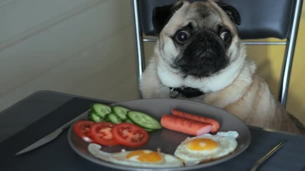 Забавный портрет удивленного и голодного мопса, хочет позавтракать, собака вдруг поворачивает голову и лает — стоковое видео