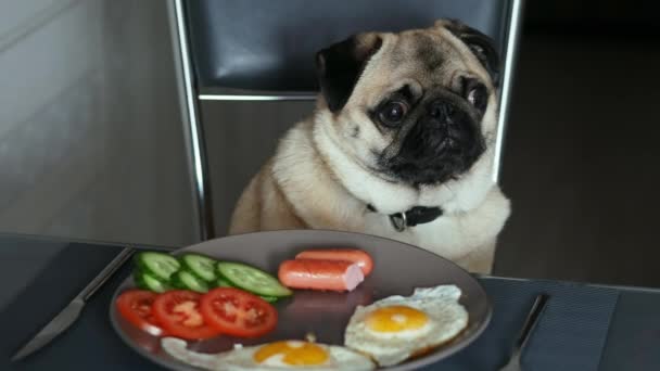 Divertente cane carlino affamato ruba salsicce dal tavolo, seduto su una sedia in cucina — Video Stock