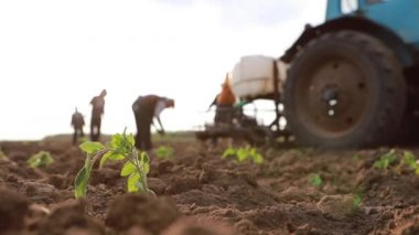 Tarlada genç bir bitki, arka planda bir çiftçi ailesi fideleri ekiyor.