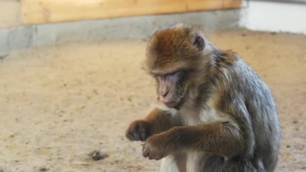 Macaco engraçado sentado na areia no parque ecológico e comer comida, olhando ao redor — Vídeo de Stock