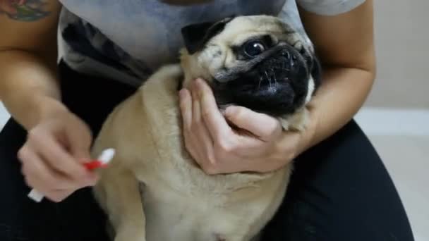 Здивований мопс собака не хоче чистити зуби, відвертає голову від зубної щітки — стокове відео