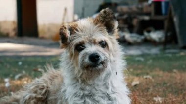 Üzgün, evsiz köpek etrafa bakıyor, kırsal alanda bekliyor, dost canlısı görünüyor. Hayvan barınağı