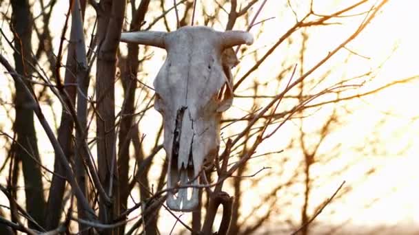 Cráneo de un toro en el árbol al atardecer — Vídeos de Stock