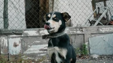 Zincire vurulmuş üzgün, evsiz köpek, sığınakta bekliyor, aşk istiyor..