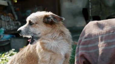 Üzgün, evsiz köpek etrafa bakıyor, esniyor, kırsalda bekliyor, dost canlısı görünüyor. Hayvan barınağı