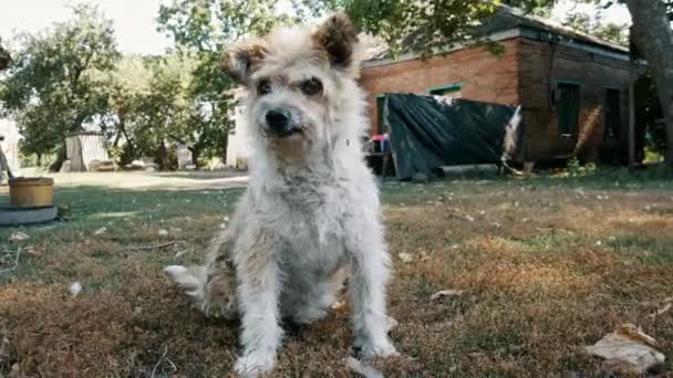 Triste perro solitario sin hogar mirando a su alrededor, esperando en el campo, se ve amigable. Refugio animal — Vídeo de stock