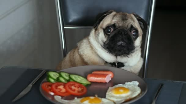 Śmieszne głodny pies mops czekać jedzenie ze stołu, siedzi na krześle w kuchni — Wideo stockowe