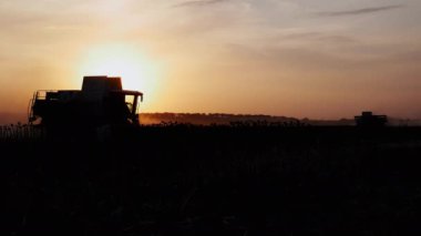 Tarlada çalışan iki biçerdöver gün batımında olgun hasat siluetini biçer. Tarım ve tarım sektörü.