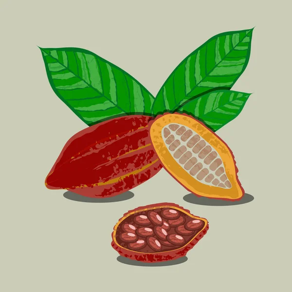 Kakao Frukter Och Blad Hel Frukt Klippa Kakaobönor Vektorillustration Choklad — Stock vektor