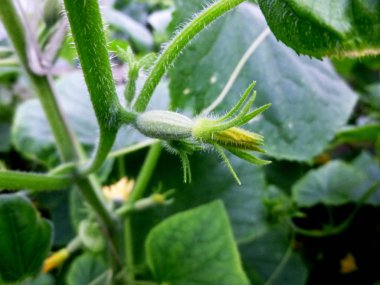 Salatalık çiçeği. Sebze bahçesi. Sibirya doğa. Tomurcukları, Çiçek sapları dünya bırakır.