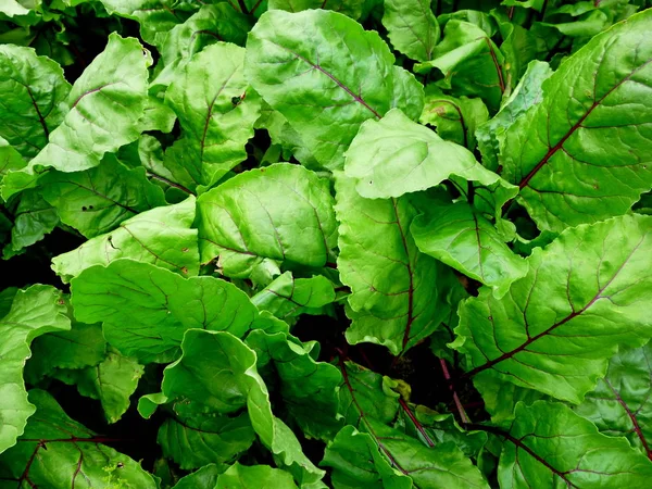 Rübenblätter Gemüsegarten Sibirische Natur Kultivierte Pflanzen — Stockfoto