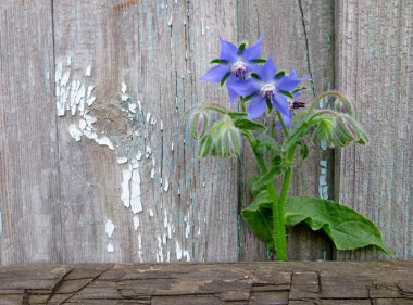Eski ahşap arka plan üzerinde çiçekler huş ağacı. Organik doğal beslenme, vejetaryenlik, gıda ekimi kavramı. Metin için yer. Sibirya Bahçe.