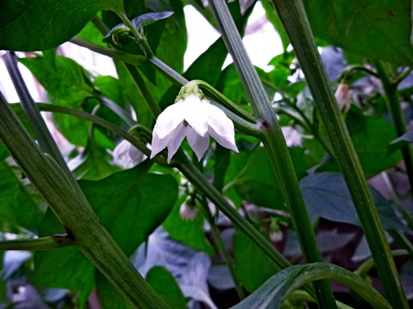 Bulgarian Pepper Blossom Vegetable Garden Siberian Nature Buds Flower Leaves — Stock Photo, Image