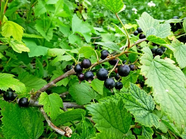Las Bayas Grosella Negra Sobre Rama Jardín Verduras Naturaleza Siberiana —  Fotos de Stock