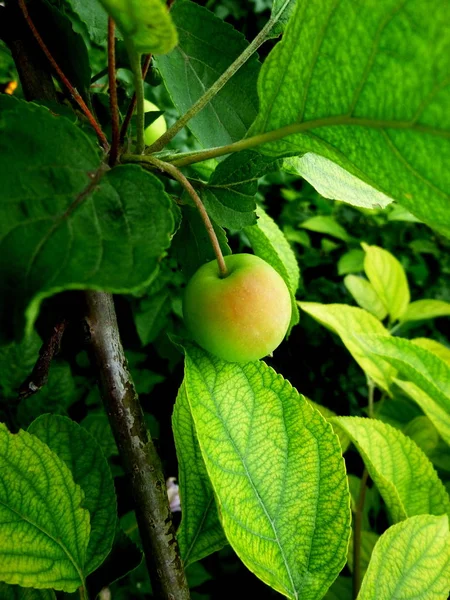 Manzanas Siberianas Vista Natural Árbol Jardín Verduras Naturaleza Siberiana —  Fotos de Stock