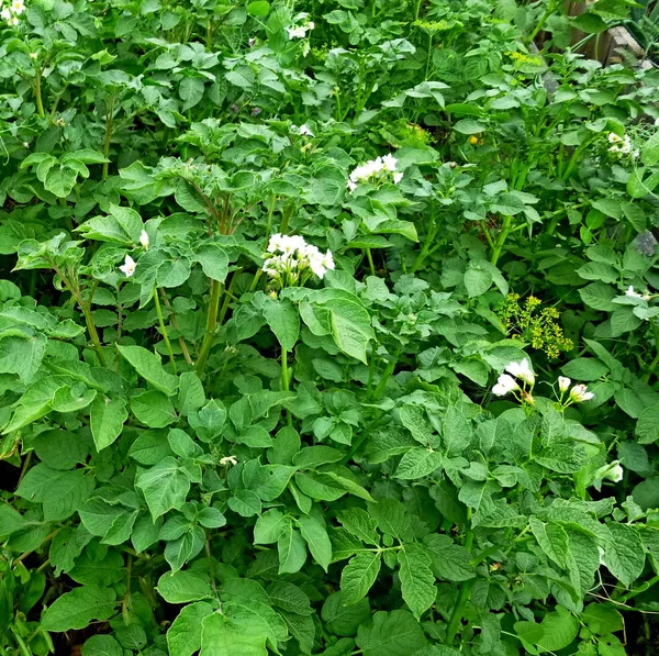 Kartoffeln Blühen Garten Gemüsegarten Sibirische Natur Knospen Blütenblätter Stiele Erde — Stockfoto