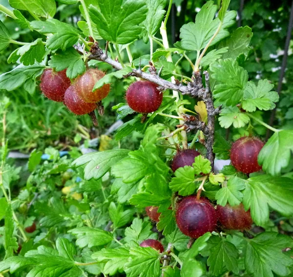 Stachelbeeren Auf Einem Zweig Gemüsegarten Sibirische Natur — Stockfoto