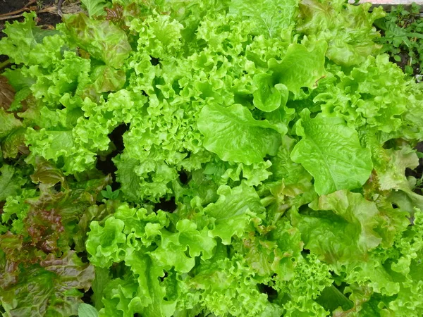 Salad Grows Bed Organic Fresh Food Siberian Garden — Stock Photo, Image