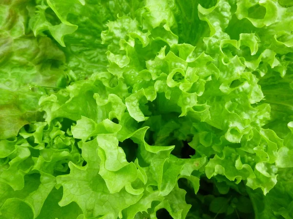 Salad grows on the bed. Organic fresh food. Siberian garden