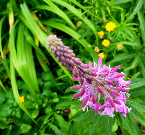 Fireweed Kwitnące Ogrodzie Syberyjski Ogród — Zdjęcie stockowe