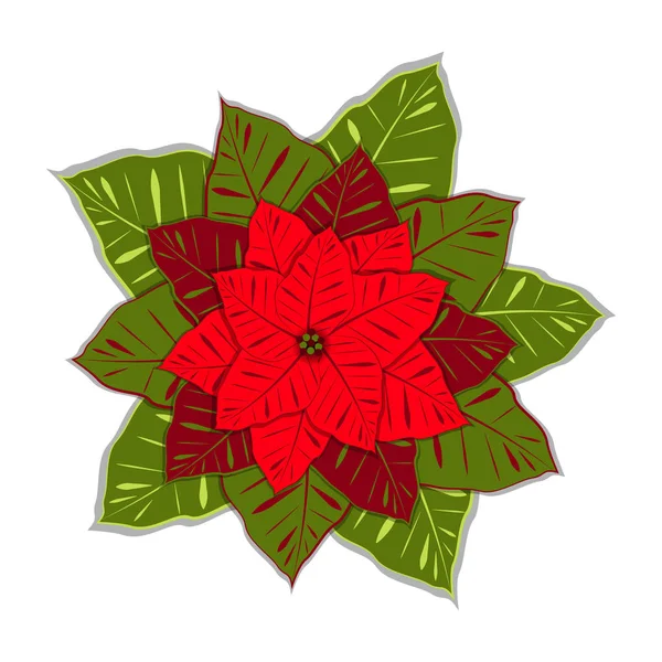 Poinsettia Euphorbia Pulcherrima Ilustración Vectorial Año Nuevo Navidad Símbolos Tradicionales — Archivo Imágenes Vectoriales