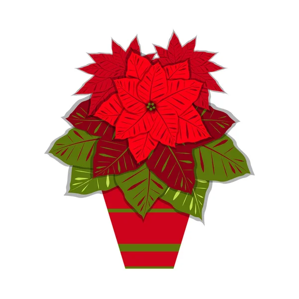 Vánoční Hvězda Hliněném Hrnci Euphorbia Pulcherrima Vektorové Ilustrace Nový Rok — Stockový vektor