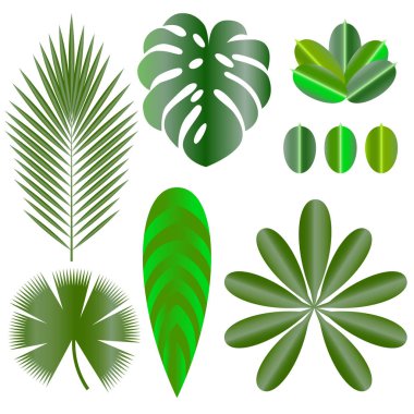 Tropik bitkilerin yaprakları. İzole öğeleri. Monstera, ficus, palmiye ağacı Schefflera