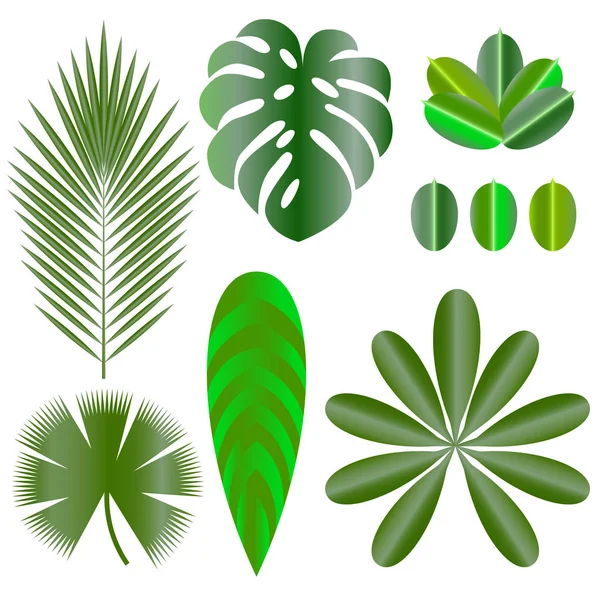 Hojas Plantas Tropicales Artículos Aislados Monstera Ficus Palmera Schefflera — Vector de stock