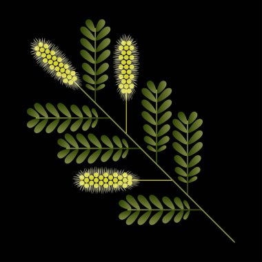Tatlım Mesquite şube. Prosopis glandulosa. Yaprak ve çiçek. Geometrik karikatür tarzı vektör çizim