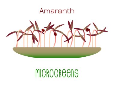 Microgreens kırmızı mor. Bir kasede lahanası. Bir bitki tohumları çimlenme. Vitamin takviyesi, vegan gıda