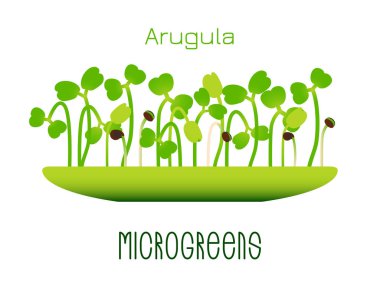 Microgreens Arugula. Sprouts in a bowl. Sprouting seeds of a plant. Vitamin supplement, vegan food
