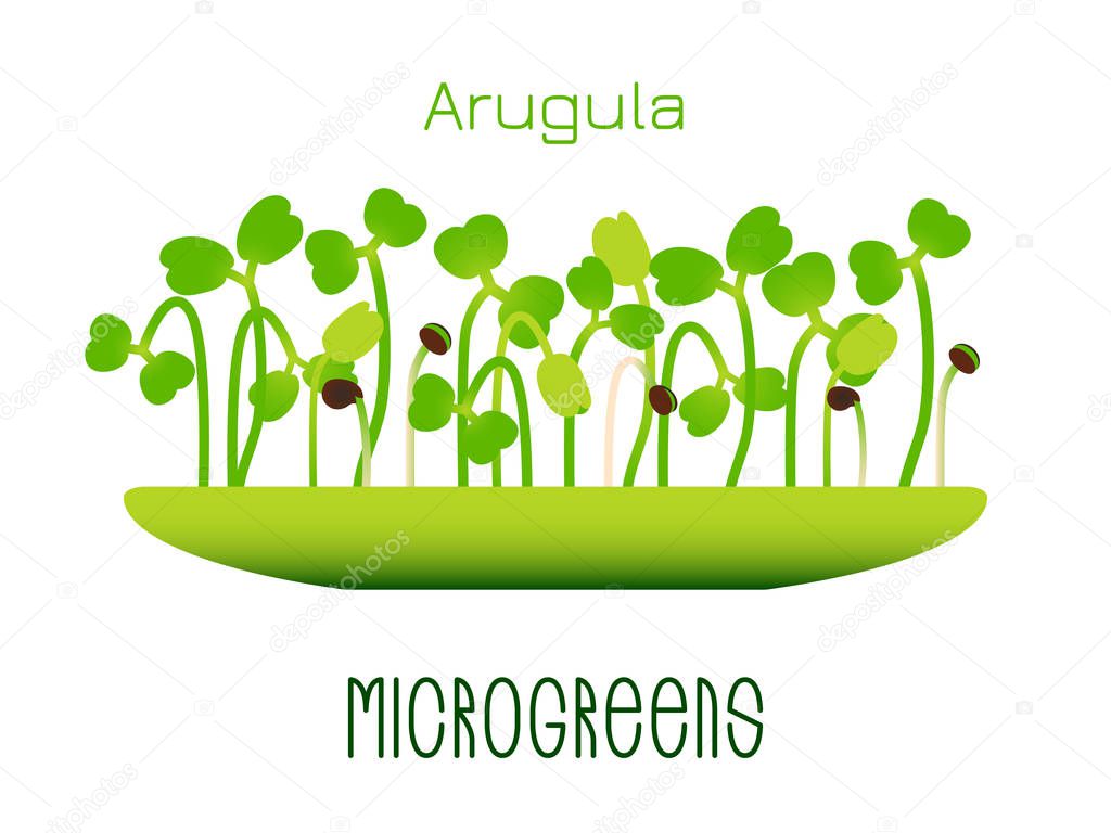 Microgreens Arugula. Sprouts in a bowl. Sprouting seeds of a plant. Vitamin supplement, vegan food
