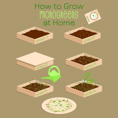Infographic nasıl microgreens evde büyümeye. Altı adımda microgreen toprak ile bir kutu içinde büyümek için. Ambalaj tasarım tohum, microgreens, sprouters