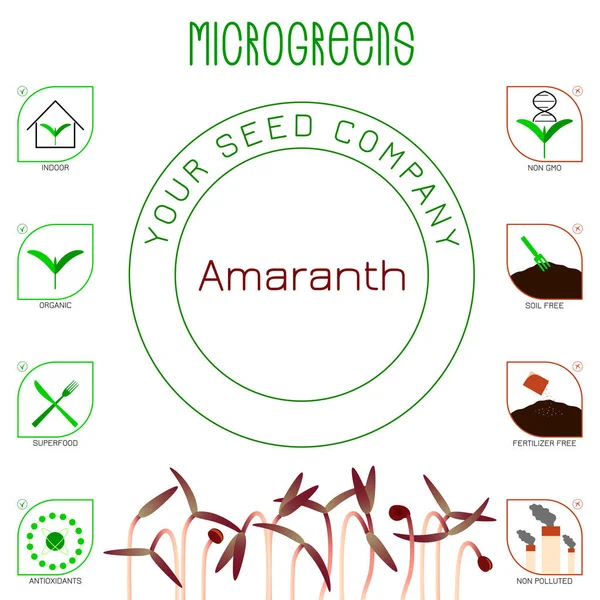 Microgreens Red Amaranth Diseño Empaque Semillas Iconos Interior Orgánico Superalimento — Vector de stock