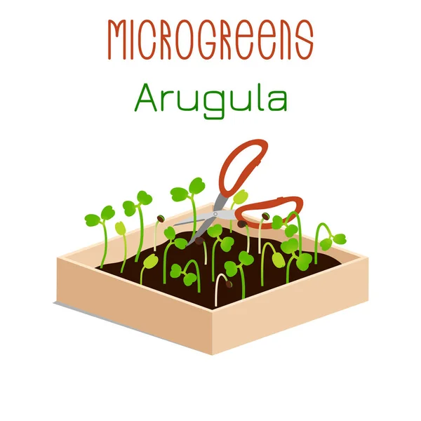 Microgreens Ruccola Odla Microgreen Låda Med Jord Cutting Skörd Med — Stock vektor