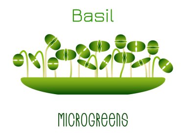 Microgreens fesleğen. Bir kasede lahanası. Bir bitki tohumları çimlenme. Vitamin takviyesi, vegan gıda